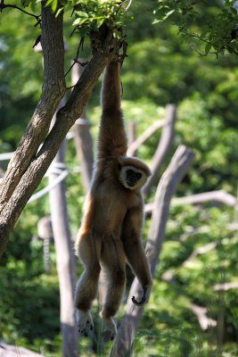 Weihandgibbon