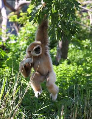Weihandgibbon
