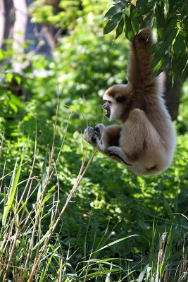 Weihandgibbon