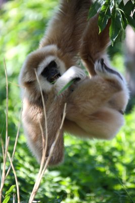 Weihandgibbon