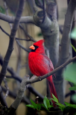 Roter Kardinal