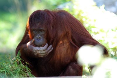 Orang-Utan
