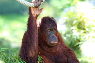 Orang-Utan