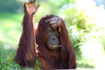 Orang-Utan