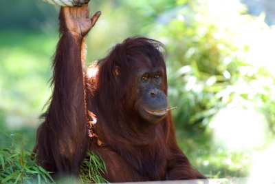 Orang-Utan