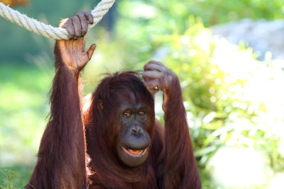 Orang-Utan