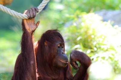 Orang-Utan
