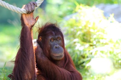 Orang-Utan