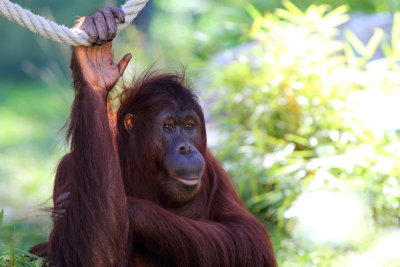 Orang-Utan