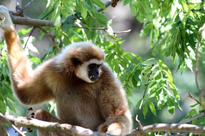 Weihandgibbon