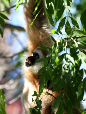 Weihandgibbon