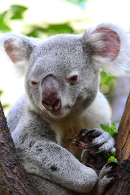 Koalabr