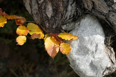 Herbst
