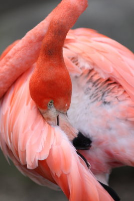  Flamingo