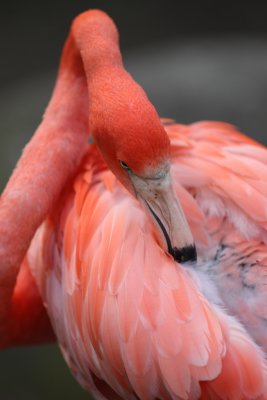  Flamingo