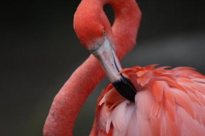  Flamingo