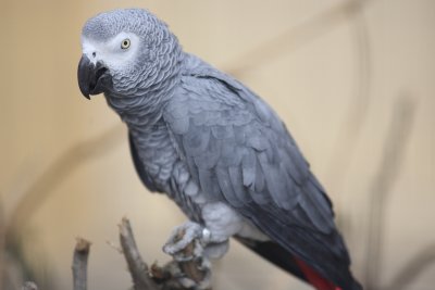 Ara