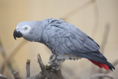 Ara