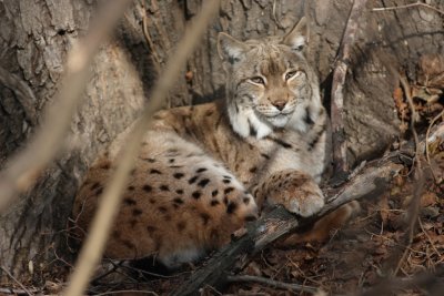 Luchs