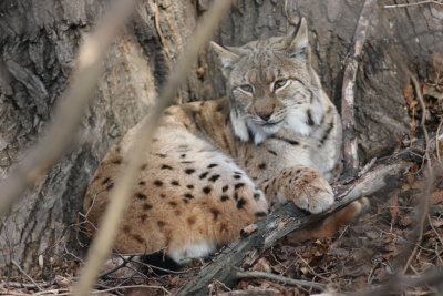 Luchs