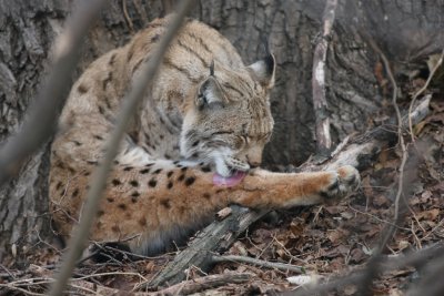Luchs