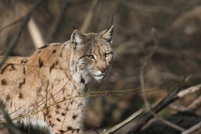 Luchs