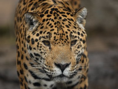 Jaguar