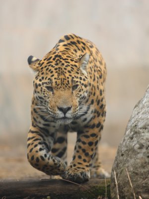 Jaguar
