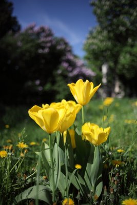 Friedhof St Marx
