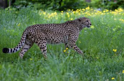 Gepard
