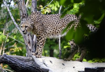 Gepard