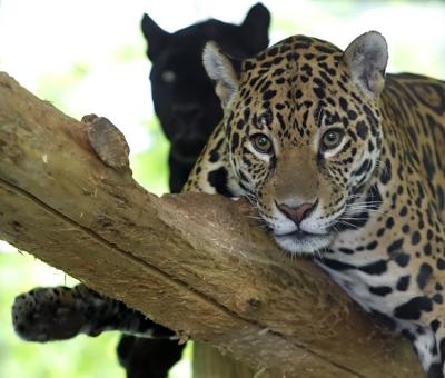Jaguar