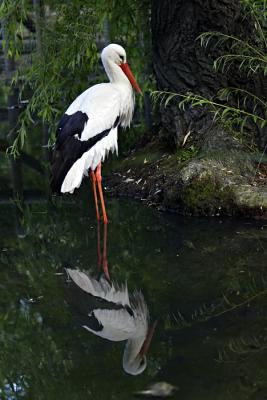 Storch