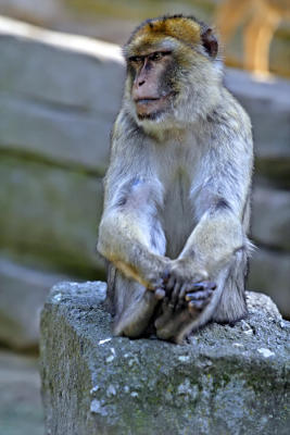 Affe