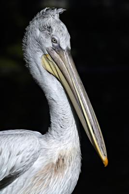 Pelikan