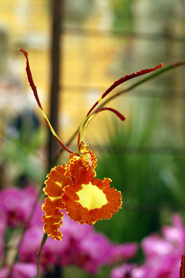 Orchide_8795ret.jpg
