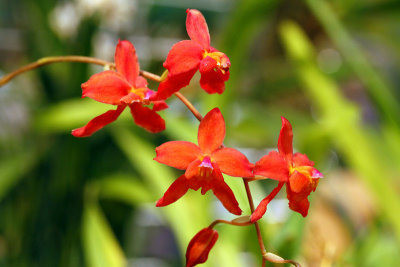 Orchides_8789r.jpg