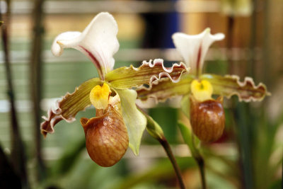 Orchides_8792r.jpg