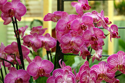 Orchides_8796r.jpg