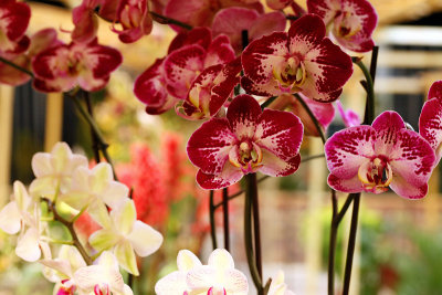 Orchides_8808r.jpg