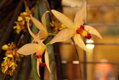 Orchides_8814r.jpg