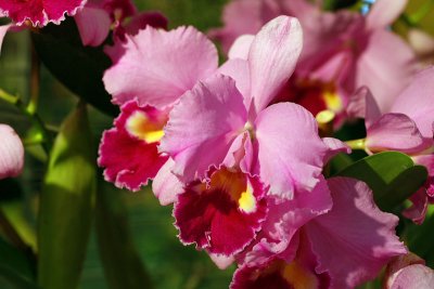 Orchides_8815r.jpg