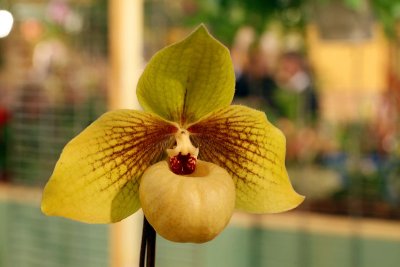 Orchide_8812r.jpg