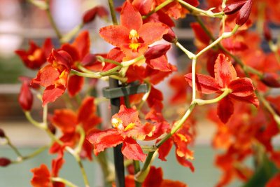 Orchides_8825r.jpg