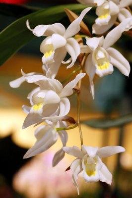Orchides_8828r.jpg
