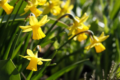 Narcisses_8867r.jpg