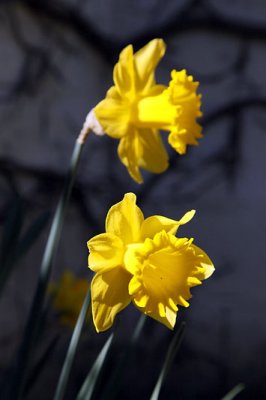 Narcisses_8856r.jpg