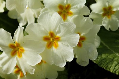Fleurs - Flowers 2011