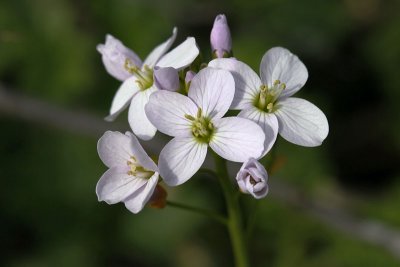 Printemps en sous bois_8903r.jpg