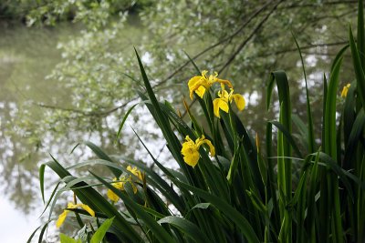 Iris jaune - Prairie Malecot_0123.jpg